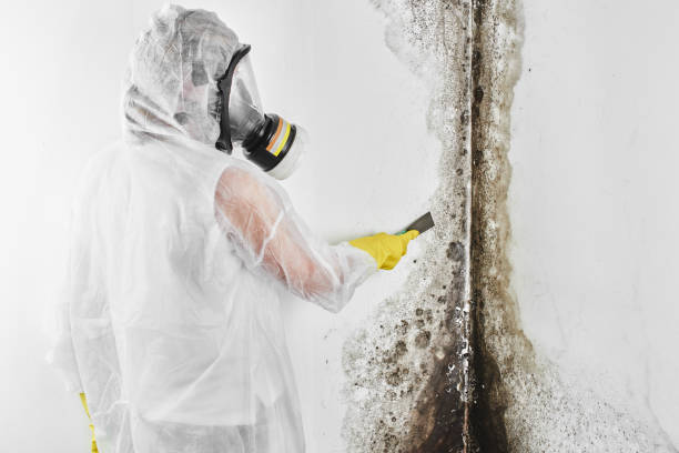 Best Residential Mold Removal  in Mcgraw, NY