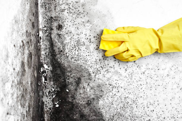 Best Emergency Mold Removal  in Mcgraw, NY