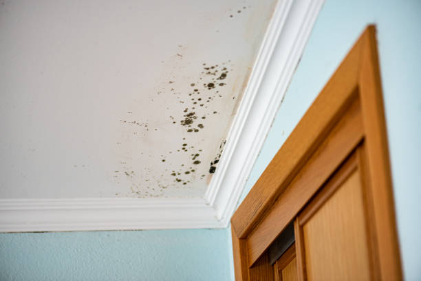 Best Mold Damage Repair  in Mcgraw, NY